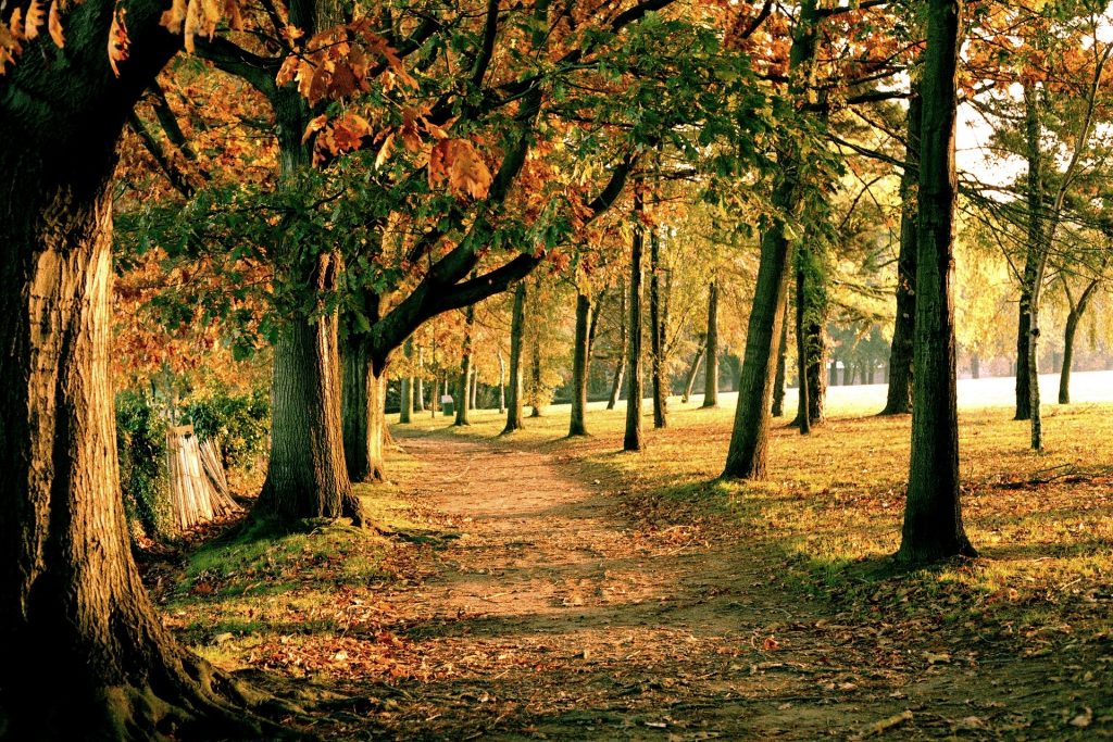 Une forêt en automne autour de Nantes