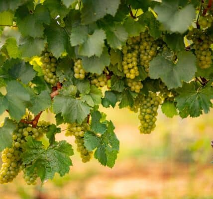 domaines viticoles Bourgogne