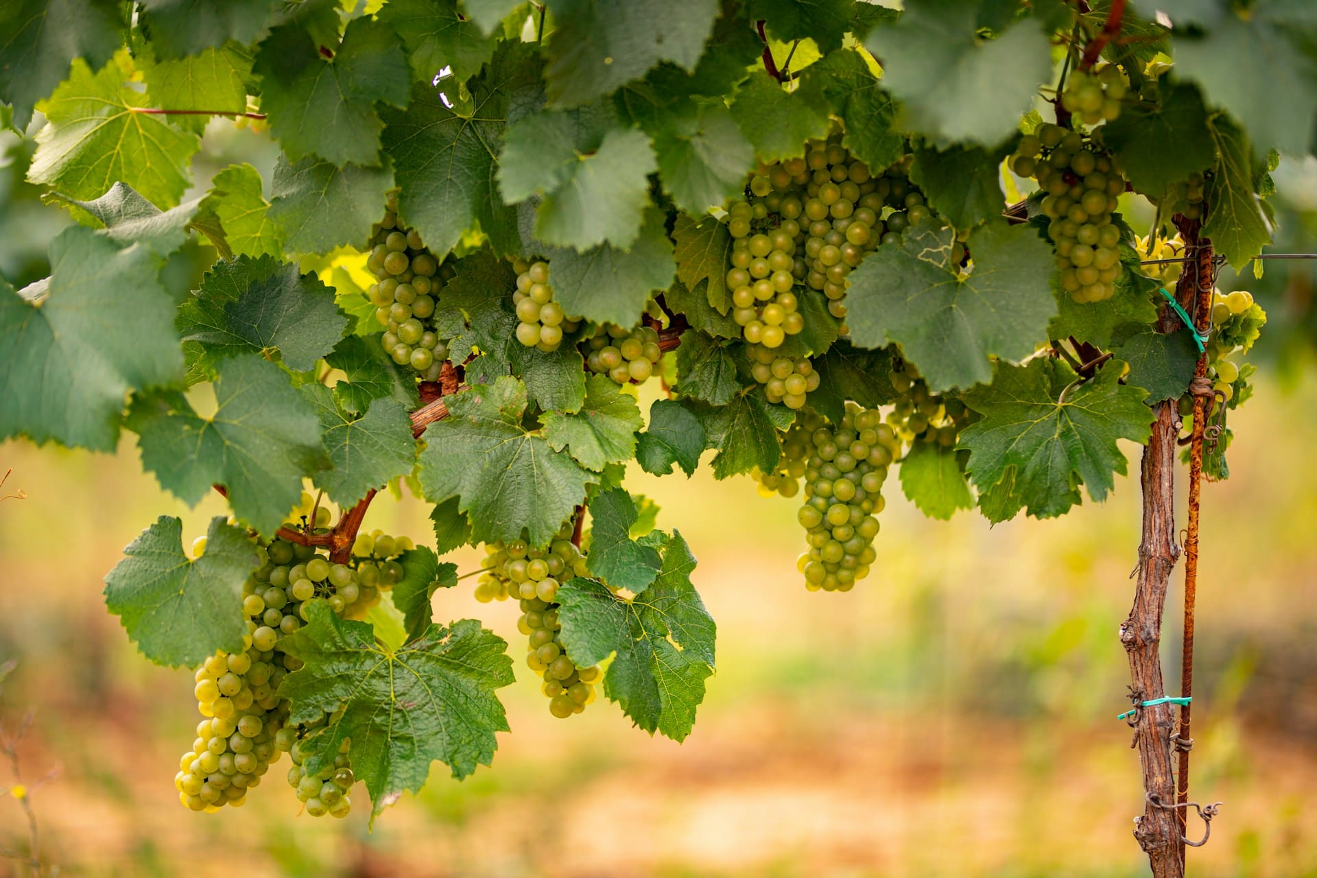 Quelles initiatives locales mettent en valeur les terroirs et domaines viticoles de Bourgogne ?